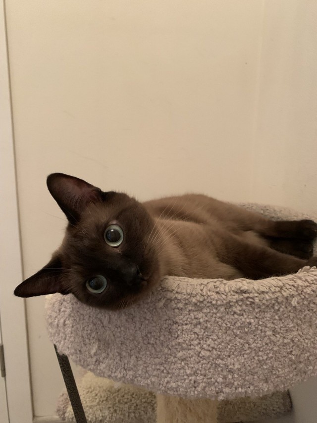 Спящий кот