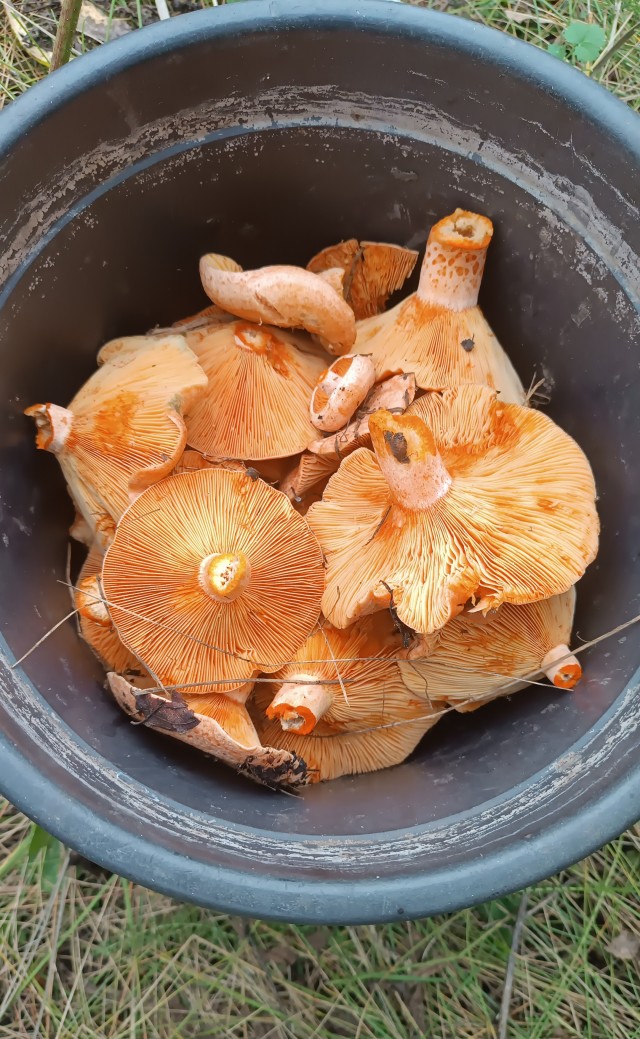 Рыжики( грибы).