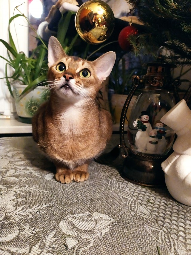 Котовторник ёлочный