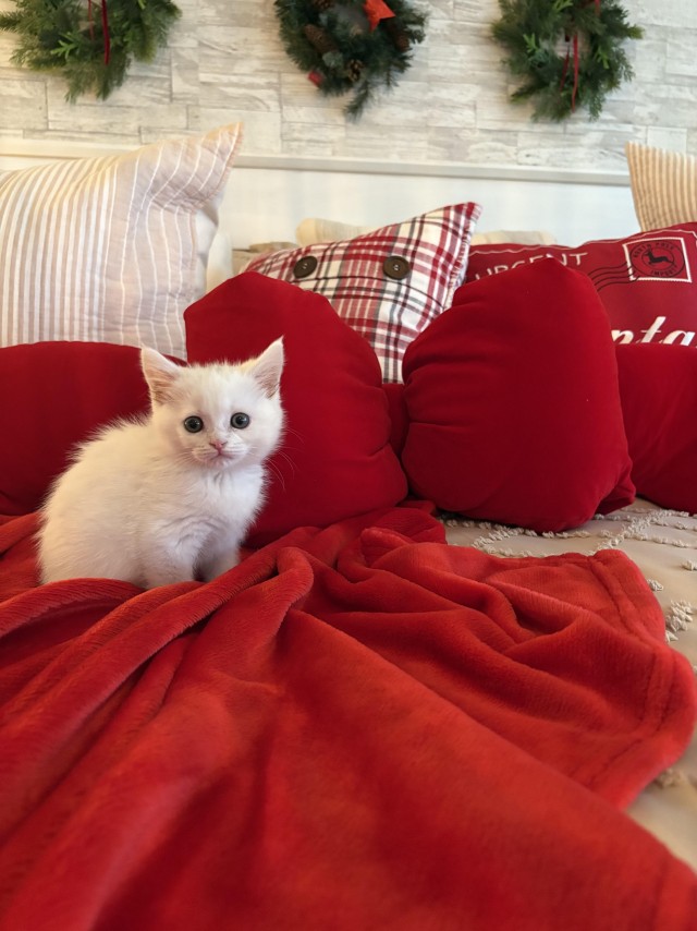 Маленькая милота для котовторника