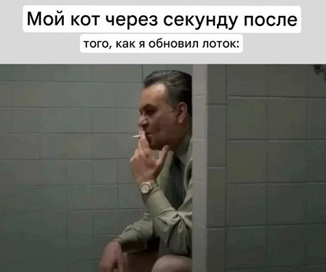 Мой кот