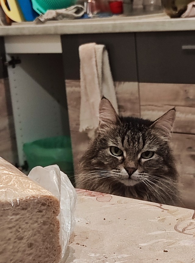 А котовторник уже пришёл?