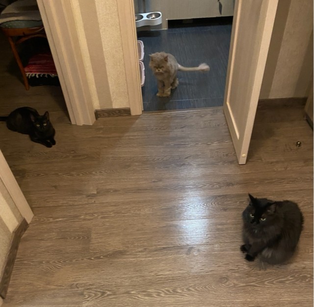 Котовторник же!