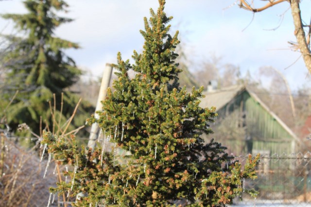 Ледяной дождь 03.05.24 (Лен.обл)