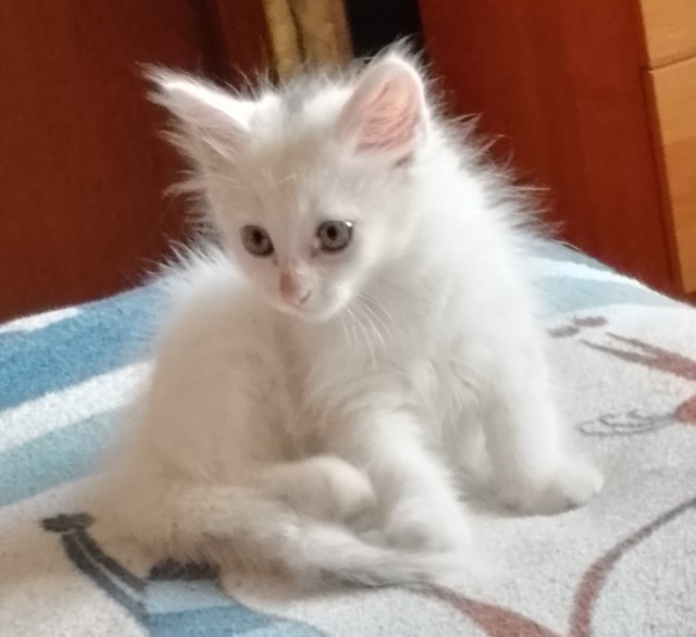 Мой котик