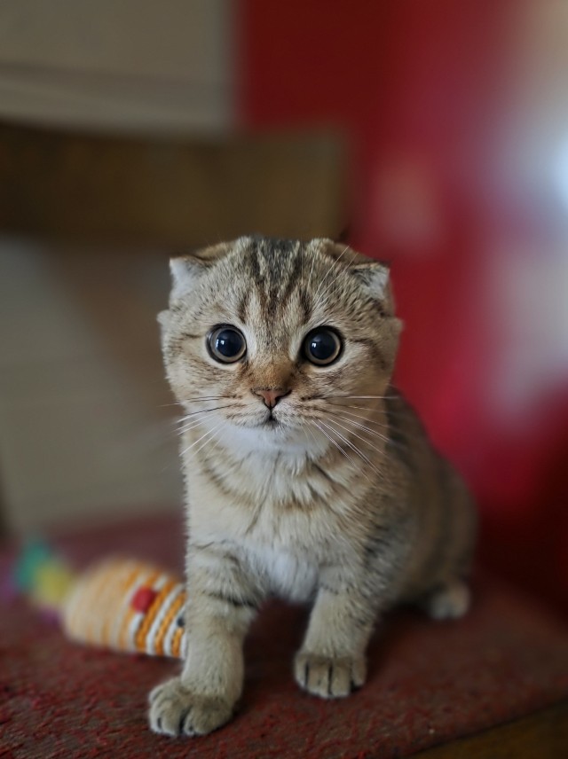 Котовторник 11.08.