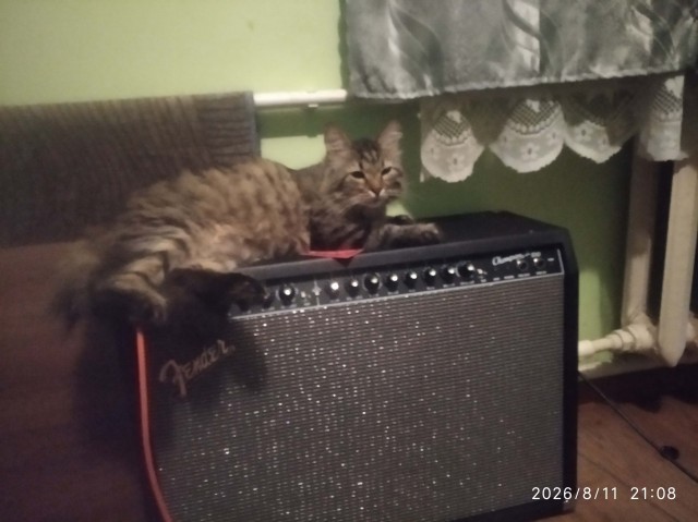 На котовторник