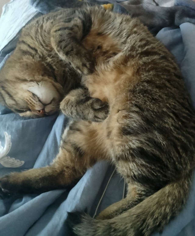 К котовторнику: знакомтесь: Сёма