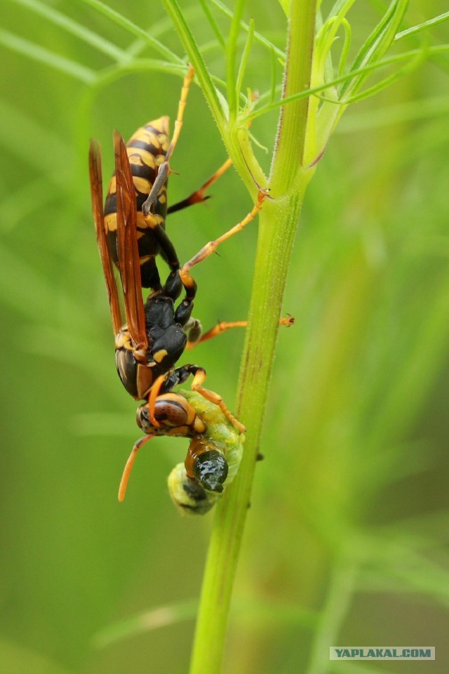 Шершень (Vespa crabro)