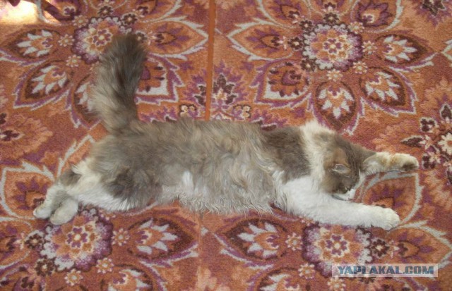 Котовторник 04.03.2014
