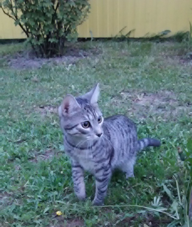 Вывез кота на дачу