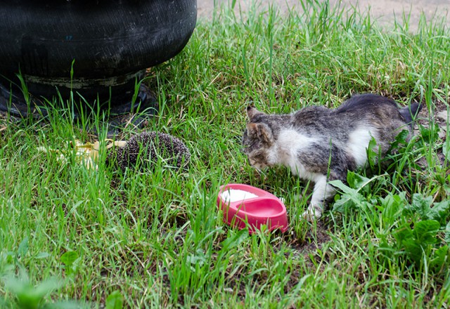 Котовторник 05.08.2014