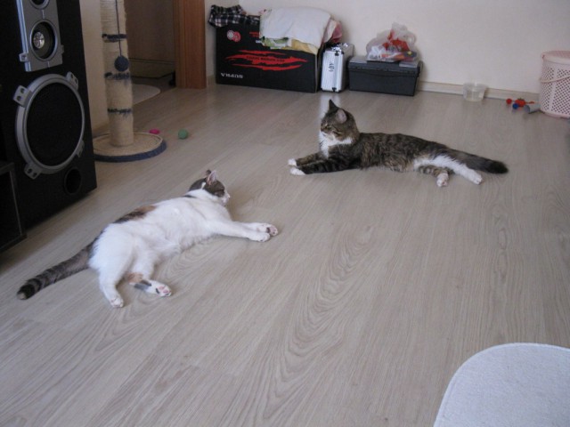 Котовторник 26.08.14.