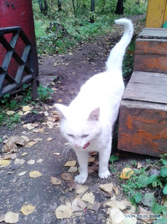 Котовторник 23.09.2014.