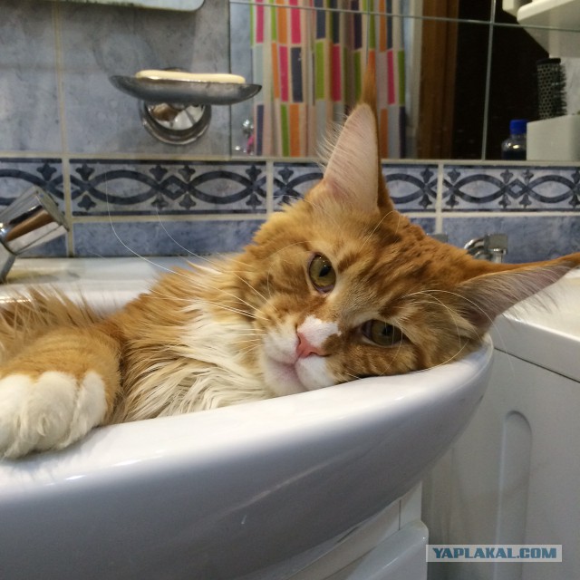Котовторник 11.11.2014