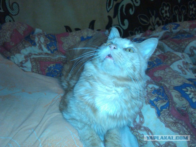 Котовторник 9.12.2014