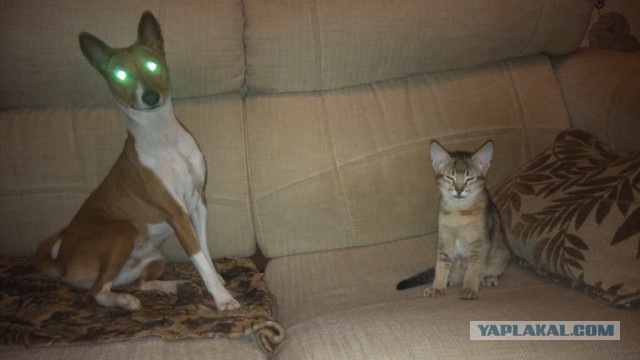 Котенок абиссина