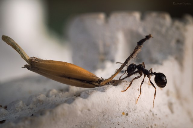 Муха и муравьи - удивительная история