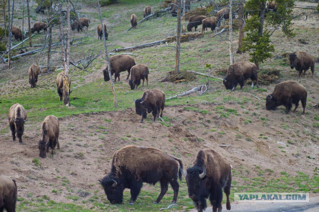 Пока не долбануло в Yellowstone