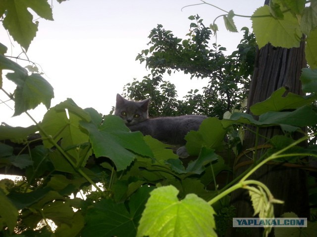 Котовторник 7.07.2015
