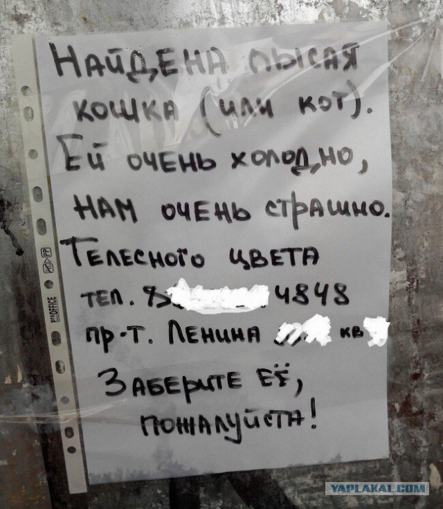 Картинки и гифки.