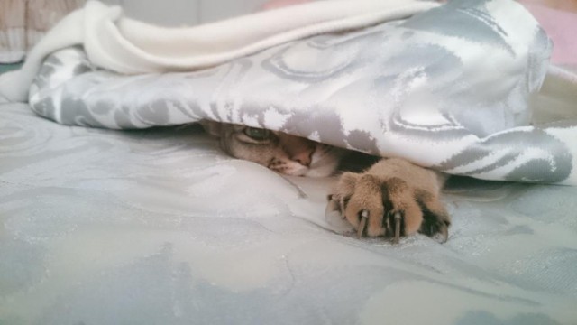 Кот Костя ищет хозяина!