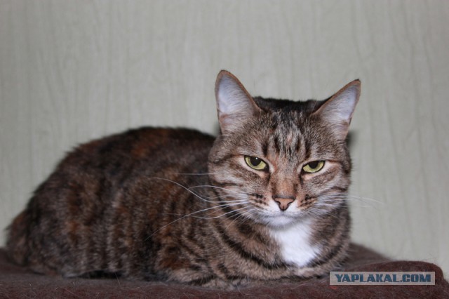 Котовторник