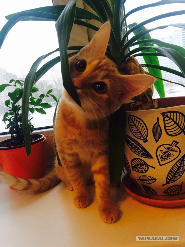 Котовторник  01.03.2016