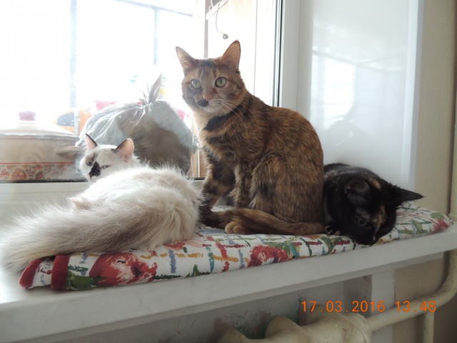 Мои кошки