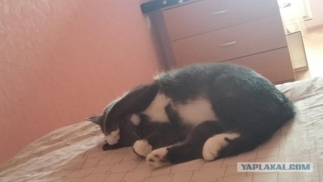 Котовторник 17.05.2016