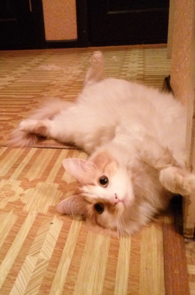 Кото-вторник 24 Мая 2016го :)