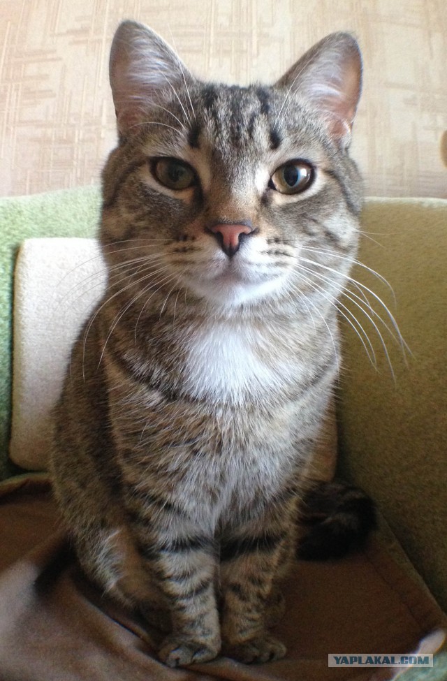 Котовторник 21.06.16