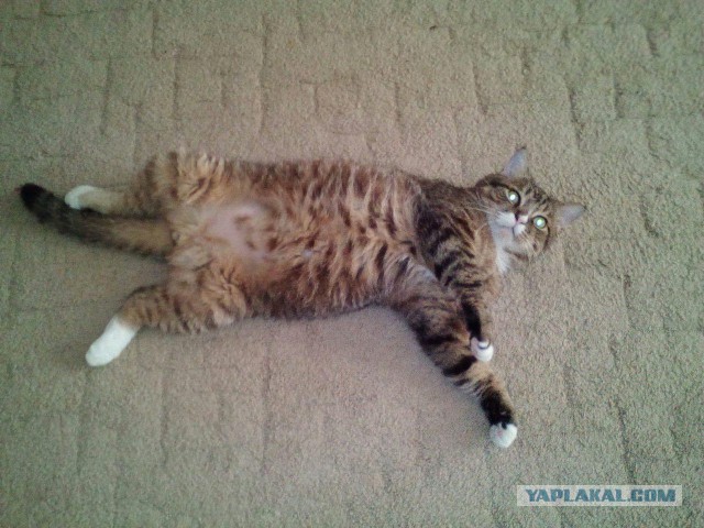 Котовторник 28.06.2016