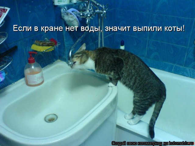 Коты из сети