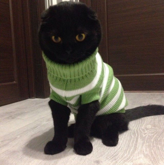 Коты из сети