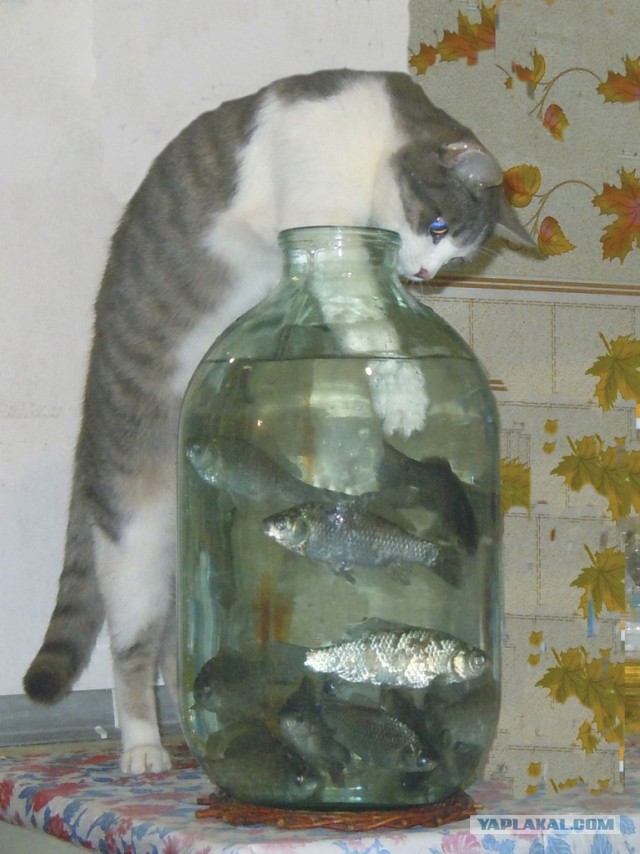 Ушлый котейка