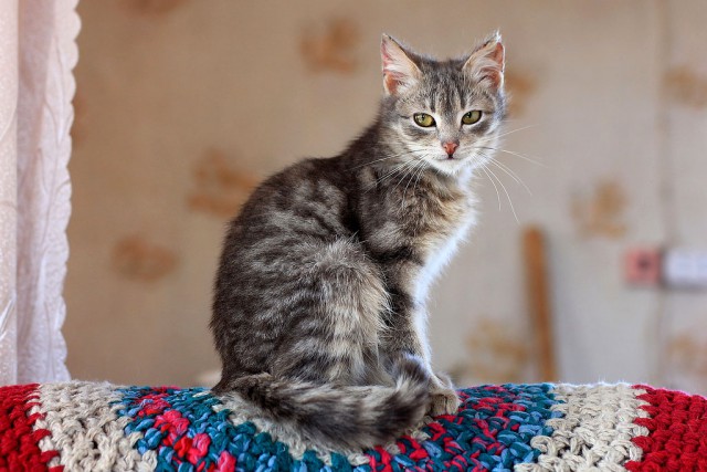 Коты из сети