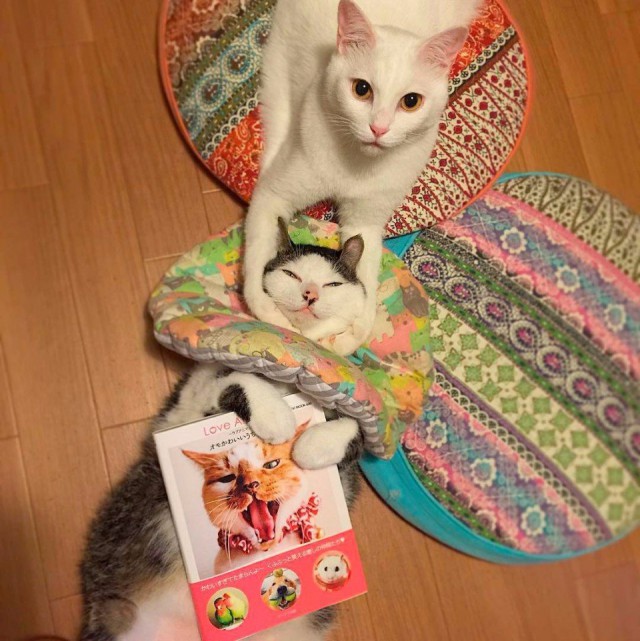Коты и Кошки