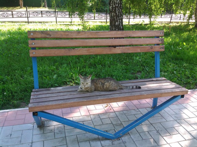 25 смешных котов, которые наотрез отказываются вести себя как нормальные животные