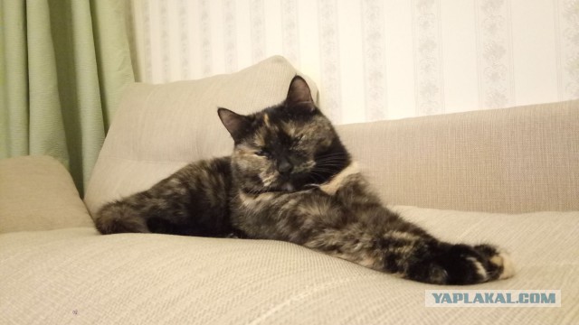 Котовторник 8.08.2017