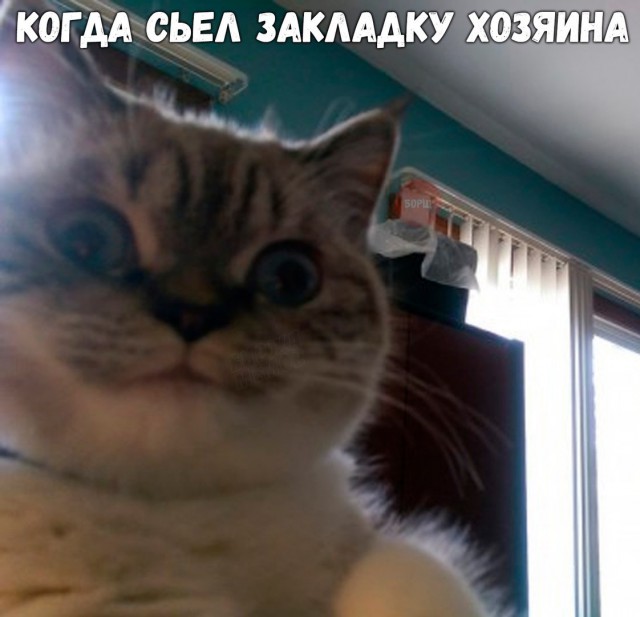 Коты и Кошки