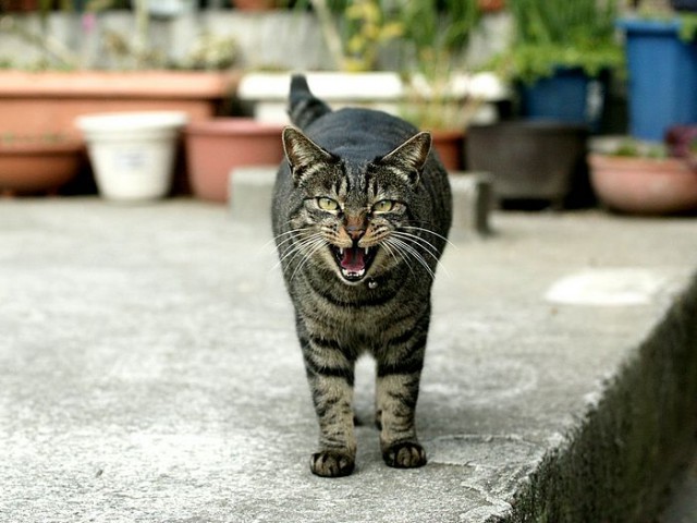 Коты и Кошки