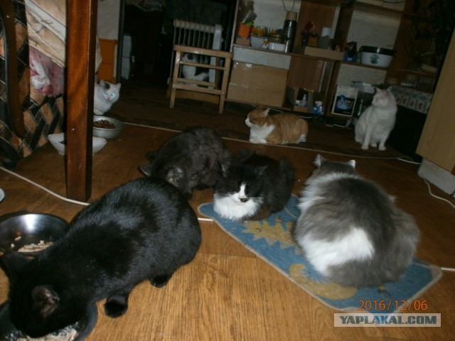 Котовторник  19.12.2017