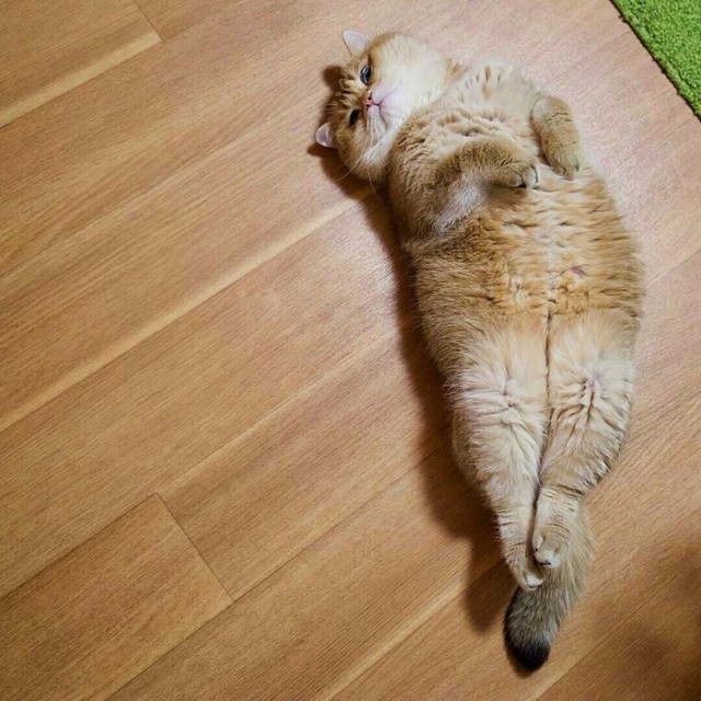 Прикольных котов пост