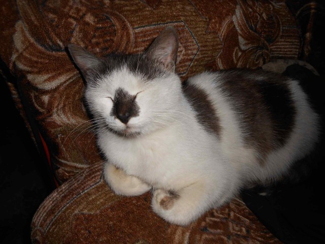 Прикольных котов пост