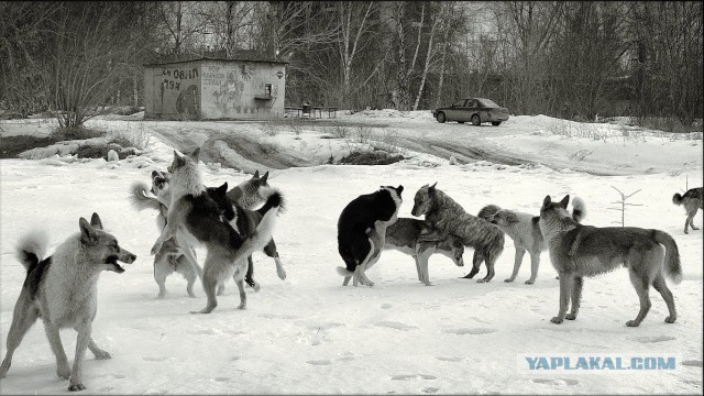 Какие смартфоны на самом деле покупают в России?
