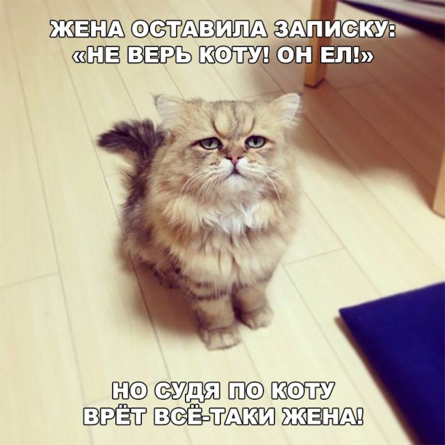 Кот без прикрас