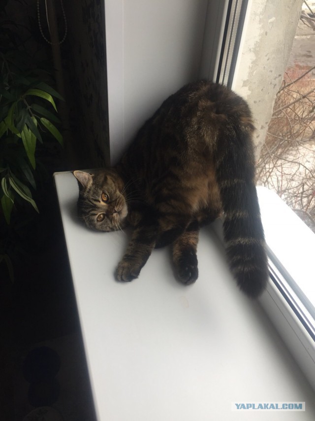Котовторник 05.06.2018