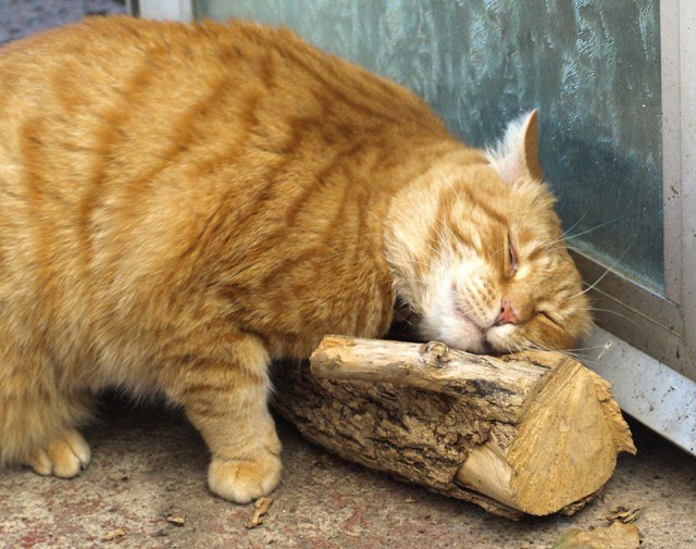 Прикольных котов пост