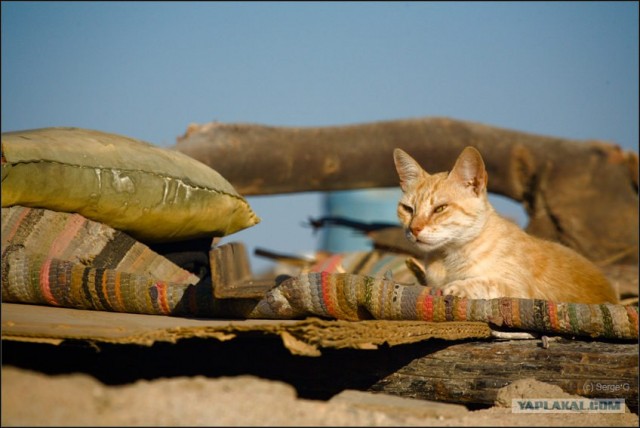 Ура, котовторник! (01.07.2008)